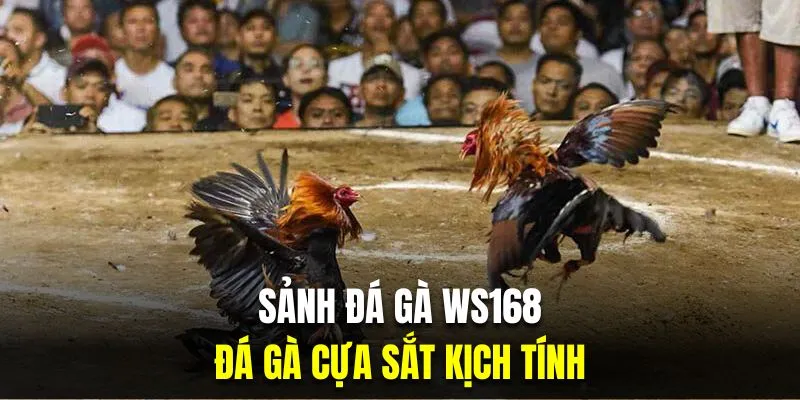 Chọi kê cựa sắt là hình thức cá cược kịch tính nhất tại sảnh đá gà WS168